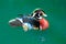 American Wood Duck