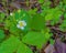 American Yarrow, Achillea borealis