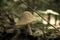 American yellow fly agaric mushroom