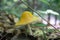 American yellow fly agaric mushroom