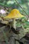 American yellow fly agaric mushroom