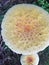 American yellow fly agaric mushroom