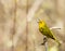 American Yellow Warbler