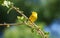 An American Yellow Warbler in Hibiscus bush.