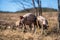 American Yorkshire pig mother with its piglets on the farm, sunlit grass, farm and sky background