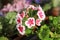 Americana White Splash Pelargonium Geranium rosy-pink and white bi-coloured flowers set off against dark green foliage