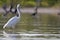 Amerikaanse Blauwe Reiger, Great Blue Heron, Ardea herodias