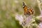 Amerikaanse distelvlinder, American Painted Lady