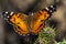 Amerikaanse distelvlinder, American Painted Lady