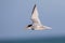 Amerikaanse Dwergstern, Least Tern, Sternula antillarum