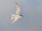 Amerikaanse Dwergstern, Least Tern, Sternula antillarum