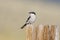 Amerikaanse Klapekster, Loggerhead Shrike