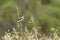 Amerikaanse Klapekster, Loggerhead Shrike, Lanius ludovicianus