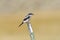 Amerikaanse Klapekster, Loggerhead Shrike, Lanius ludovicianus