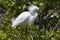 Amerikaanse Kleine Zilverreiger, Snowy Egret, Egretta thula