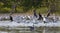 Amerikaanse Kleine Zilverreiger, Snowy Egret, Egretta thula