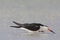 Amerikaanse Schaarbek, Black Skimmer, Rynchops niger