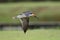 Amerikaanse Schaarbek, Black Skimmer, Rynchops niger