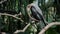 Amerikaanse Slangenhalsvogel or anhinga in habitual habitat in forest