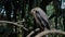 Amerikaanse Slangenhalsvogel or anhinga in habitual habitat in forest