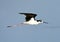 Amerikaanse Steltkluut, Black-necked Stilt, Himantopus mexicanus