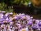 Amethyst Aster Aster x amethystinus hybrid between New England Aster and Heath aster has fuzzy stem and azure blue to violet or