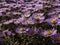 Amethyst Aster Aster x amethystinus hybrid between New England Aster and Heath aster has fuzzy stem and azure blue to violet or