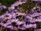 Amethyst Aster Aster x amethystinus hybrid between New England Aster and Heath aster has fuzzy stem and azure blue to violet or