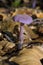 Amethyst Deceiver