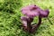 Amethyst deceiver - edible mushroom