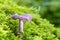 Amethyst deceiver mushroom - laccaria amethystina - growing in green sphagnum moss