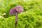 Amethyst deceiver mushroom - laccaria amethystina - growing in green sphagnum moss