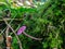 Amethyst Deceiver pink mushroom