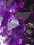 Amethyst druse