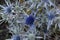 Amethyst eryngo (Eryngium amethystinum)