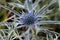 Amethyst eryngo (Eryngium amethystinum)