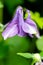 Amethyst Flower, Bush Violet, Browallia speciosa, ultra violet m