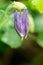 Amethyst Flower, Bush Violet, Browallia speciosa, ultra violet m