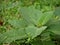 amethyst leaf plants around weeds, plants with wide leaves and pointed leaf tips.