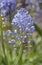 Amethyst Meadow Squill