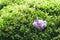 Amethyst mineral stone on beautiful moss background. Magic stones for rituals, meditation and spiritual practices