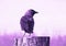 Amethyst / Purple Crow / Jackdaw
