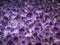 Amethyst purple Crystal Geode inside crystals.
