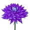 Amethyst purple dahlia flower isolated on a white  background with clipping path. Close-up. Flower on a stem.