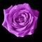 Amethyst rose flower isolated on a black background. Closeup.