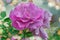 Amethyst rose flowers in the garden