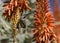 Amethyst sunbird female perched on an aloe