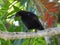Amethyst sunbird - male