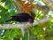 Amethyst sunbird - male