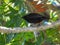 Amethyst sunbird - male